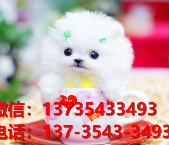 浙江宁波宠物狗狗犬舍出售纯种博美犬茶杯狗卖