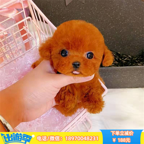 贵阳本地繁殖的纯种博美 贵阳博美多少钱