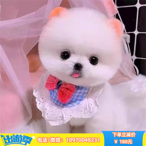  纯种博美幼犬 疫苗齐全 可签协议健康保障