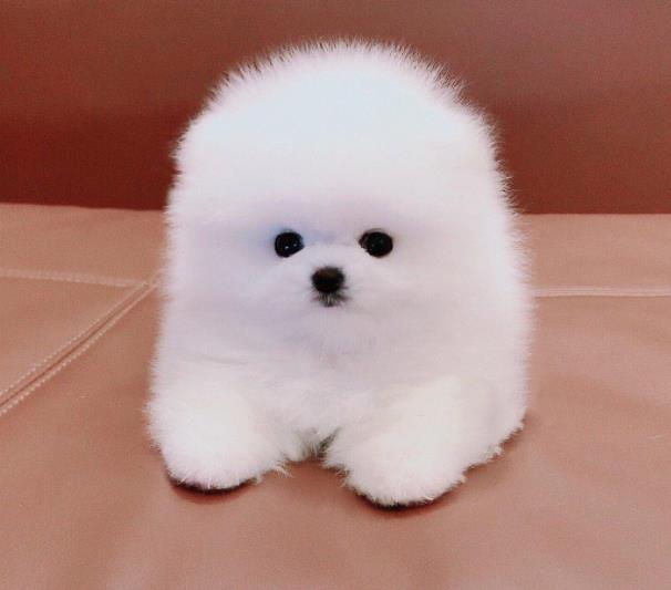 宁波犬舍出售茶杯博美犬小体博美犬宠物