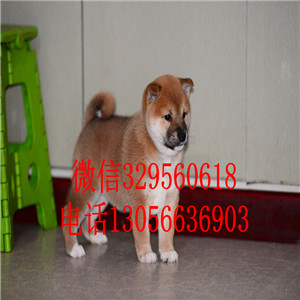 枣庄哪里能买到纯种柴犬柴犬犬舍高品质柴犬