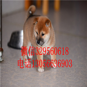 舟山出售双血统柴犬柴犬价格包纯种健康