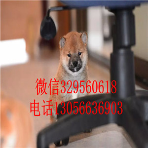 鞍山哪里能买到双血统柴犬精品柴犬包纯种健康