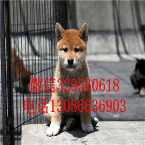 泰安哪里能买到赤色柴犬赛级柴犬高品质柴犬
