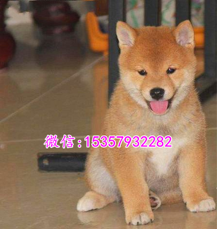 沈阳哪里有卖纯种柴犬 柴犬多少钱一只 柴犬专