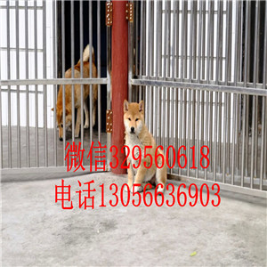 垫江哪里能买到赤色柴犬赛级柴犬包纯种健康