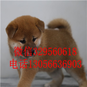 佳木斯出售纯种柴犬柴犬犬舍纯种健康的柴犬