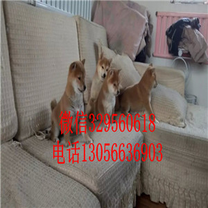 九江出售双血统柴犬柴犬犬舍高品质柴犬