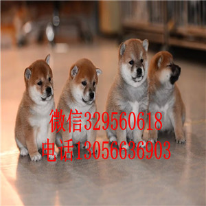 舟山出售双血统柴犬柴犬价格包纯种健康