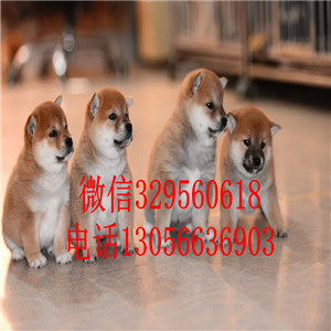 临汾哪里能买到赤色柴犬柴犬犬舍包纯种健康