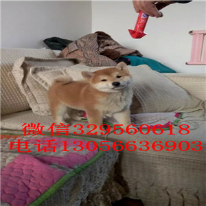 黑河哪里有卖双血统柴犬柴犬多少钱包纯种健康