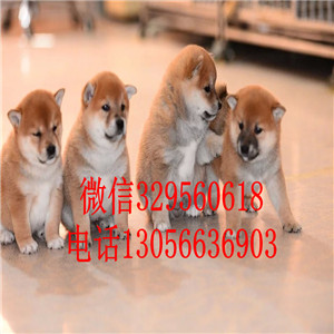 临汾哪里能买到赤色柴犬柴犬犬舍包纯种健康