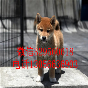 泰安哪里能买到赤色柴犬赛级柴犬高品质柴犬
