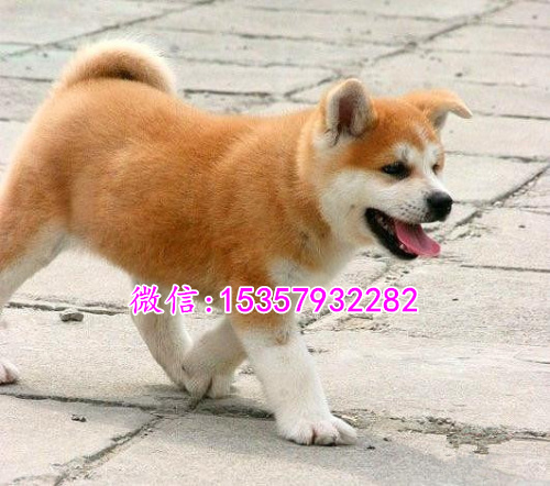 潍坊哪里有卖纯种柴犬 柴犬多少钱一只 柴犬专