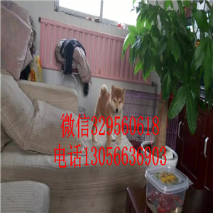 牡丹江出售赤色柴犬繁殖柴犬高品质柴犬