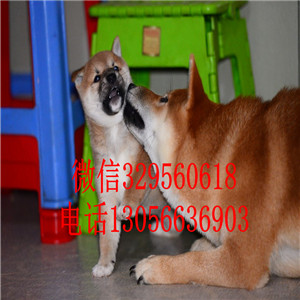 沈阳哪里有卖日系柴犬柴犬多少钱包纯种健康