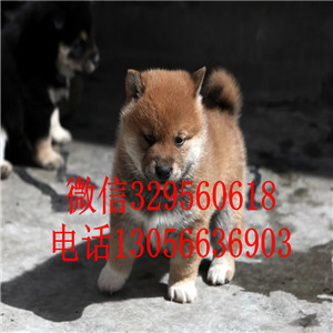 铜陵出售纯种柴犬柴犬犬舍高品质柴犬