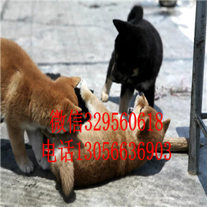 彭水哪里能买到日系柴犬精品柴犬疫苗齐全