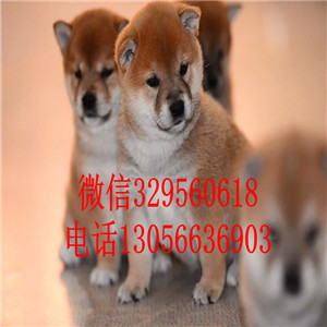 晋中出售纯种柴犬繁殖柴犬高品质柴犬