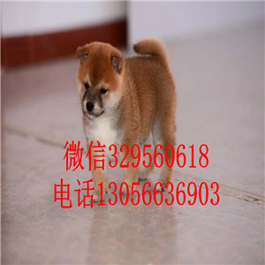 长治哪里有卖赤色柴犬柴犬价格高品质柴犬