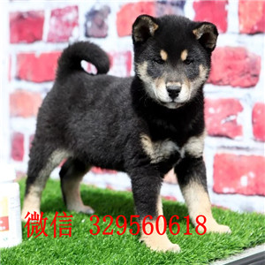 三沙出售纯种柴犬柴犬多少钱柴犬价格赛级柴犬