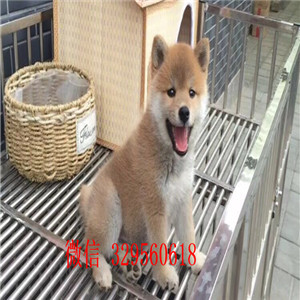 兴安盟哪里有卖柴犬多少钱纯种柴犬专业繁殖