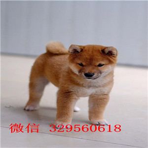 平凉哪里能买到柴犬多少钱纯种柴犬赛级柴犬