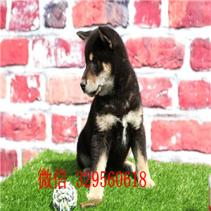 鄂尔多斯哪里有卖赤色柴犬柴犬价格专业繁殖