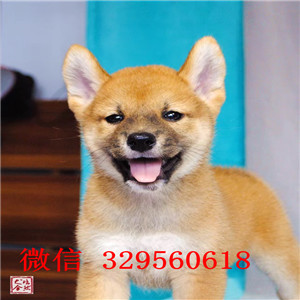 武威出售纯种柴犬柴犬多少钱纯种柴犬柴犬犬舍