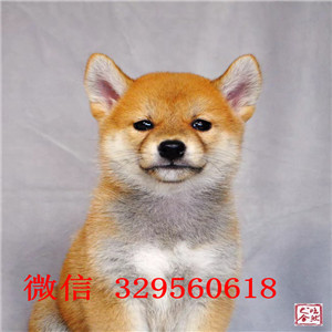 呼和浩特哪里能买到黑色柴犬纯种柴犬纯种的柴