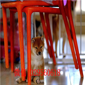 中山哪里能买到黑色柴犬纯种柴犬专业繁殖