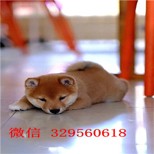 中卫出售纯种柴犬黑色柴犬包纯种健康柴犬犬舍