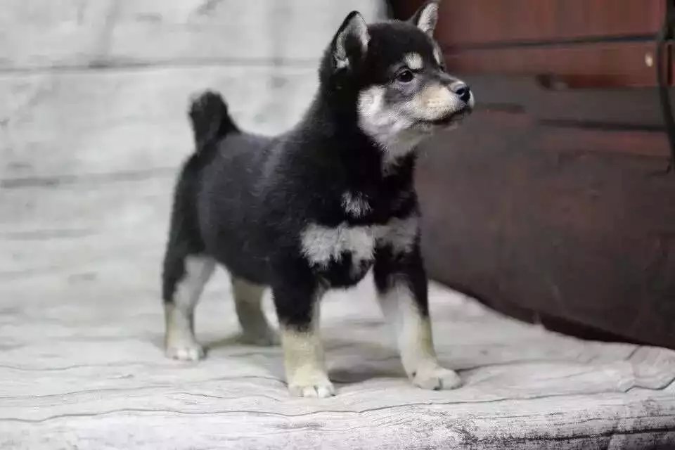 重庆哪里卖健康的柴犬 重庆黑色柴犬价格 黄色