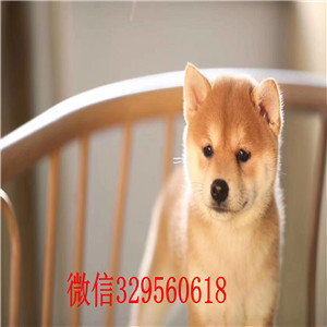  泰安哪里有纯种柴犬出售 柴犬哪里的纯种健康