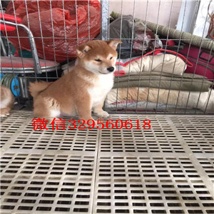 镇江纯种健康日系柴犬柴犬多少钱