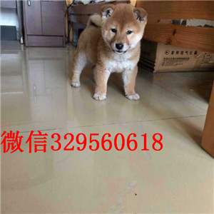 佳木斯双血统品相好日系柴犬柴犬繁殖场