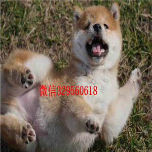 平顶山纯种健康好一点柴犬柴犬繁殖场