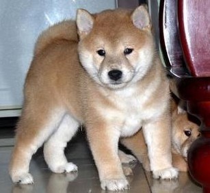 重庆柴犬多少钱 重庆哪里卖柴犬幼犬 重庆哪里