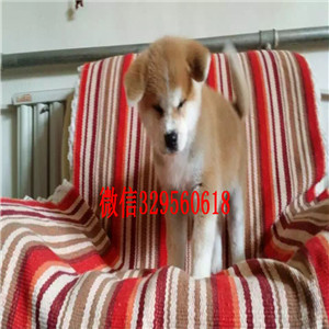 沈阳哪里繁殖日系柴犬宠物狗柴犬