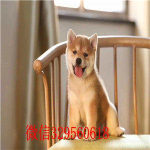 平顶山哪里有柴犬出售 纯种健康的日系柴犬哪