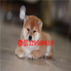 萍乡哪里有纯种健康的柴犬出售 柴犬哪里的比