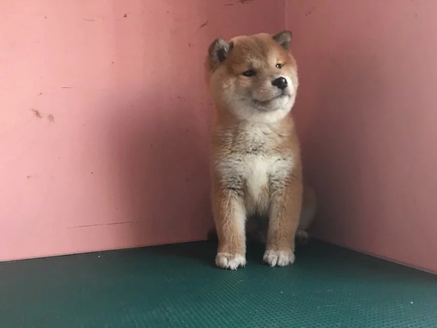 青岛赤色柴犬多少钱 青岛哪里卖纯种柴犬 黑色