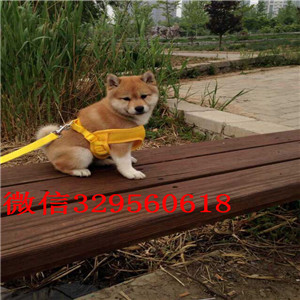 定西纯种柴犬多少钱一只哪里有卖柴犬哪里能买