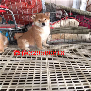 白城纯种柴犬多少钱一只家养极品柴犬出售纯日