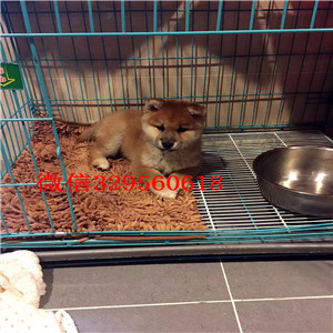 泰安柴犬哪里有卖多少钱家养极品柴犬出售日系