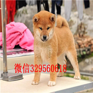 巢湖纯种健康柴犬幼犬狗场直销纯种健康的柴犬