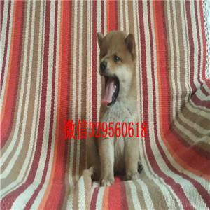 北海纯种柴犬多少钱一只出售极品赛级柴犬幼犬