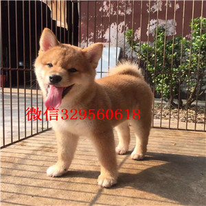 宝鸡纯种柴犬幼犬多少钱一只狗场直销纯种健康