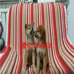衡阳纯种健康柴犬幼犬狗场直销纯种健康的柴犬