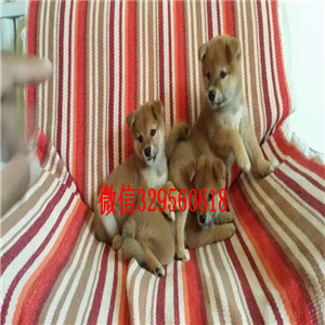 白城纯种柴犬多少钱一只哪里有卖柴犬纯种柴犬